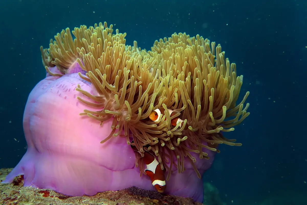Sea anemone with clownfish on an Andaman reef
