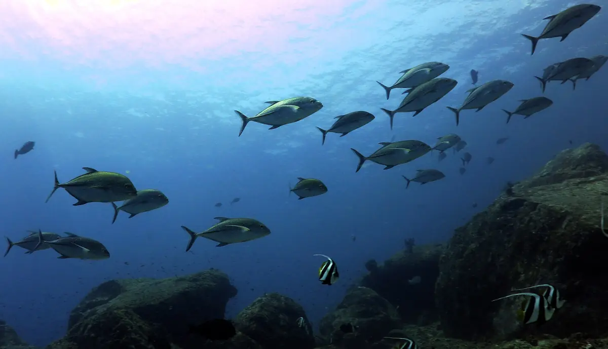 School of trevally swimming above an Andaman reef