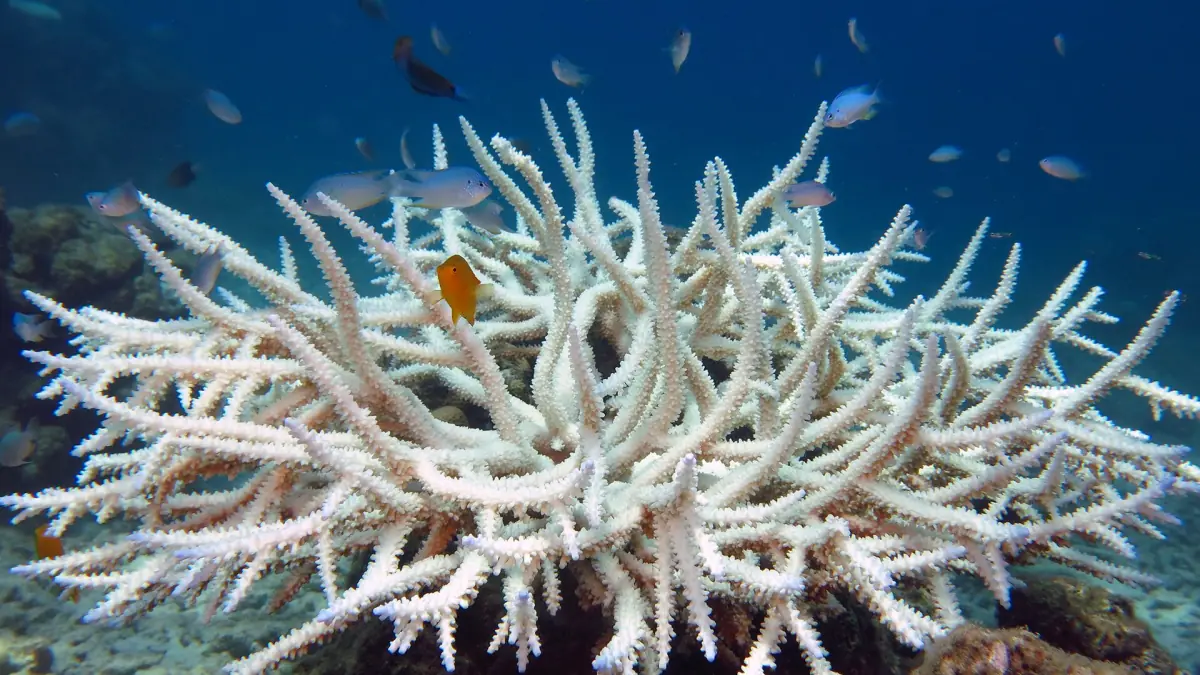 White branching coral with small fish on an Andaman reef