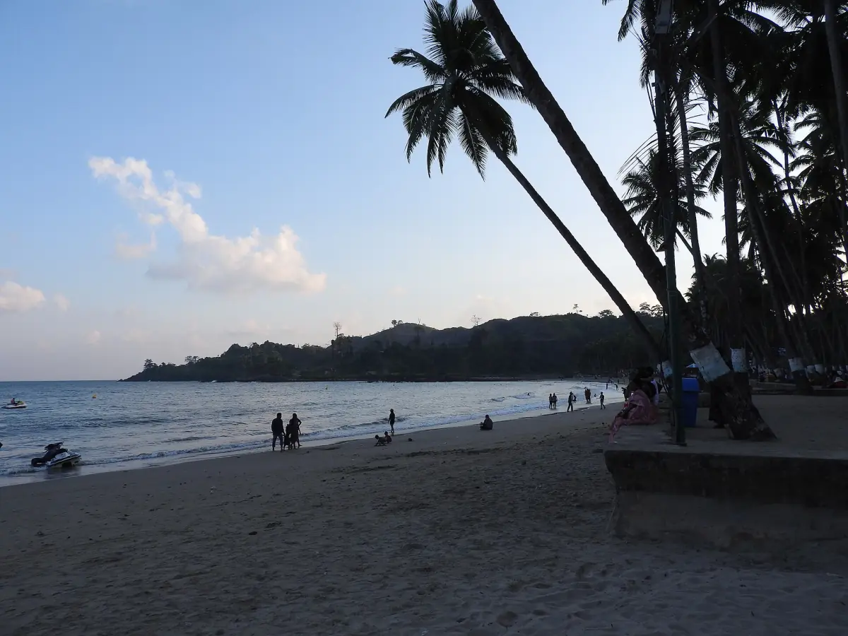 Palm trees leaning over Corbyn's Cove beach at dusk
