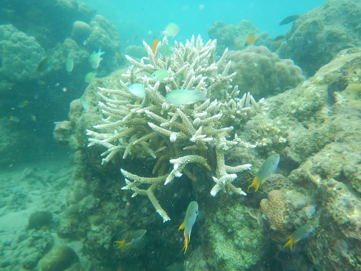 Pale branching coral and fish seen while snorkeling at Elephant Beach