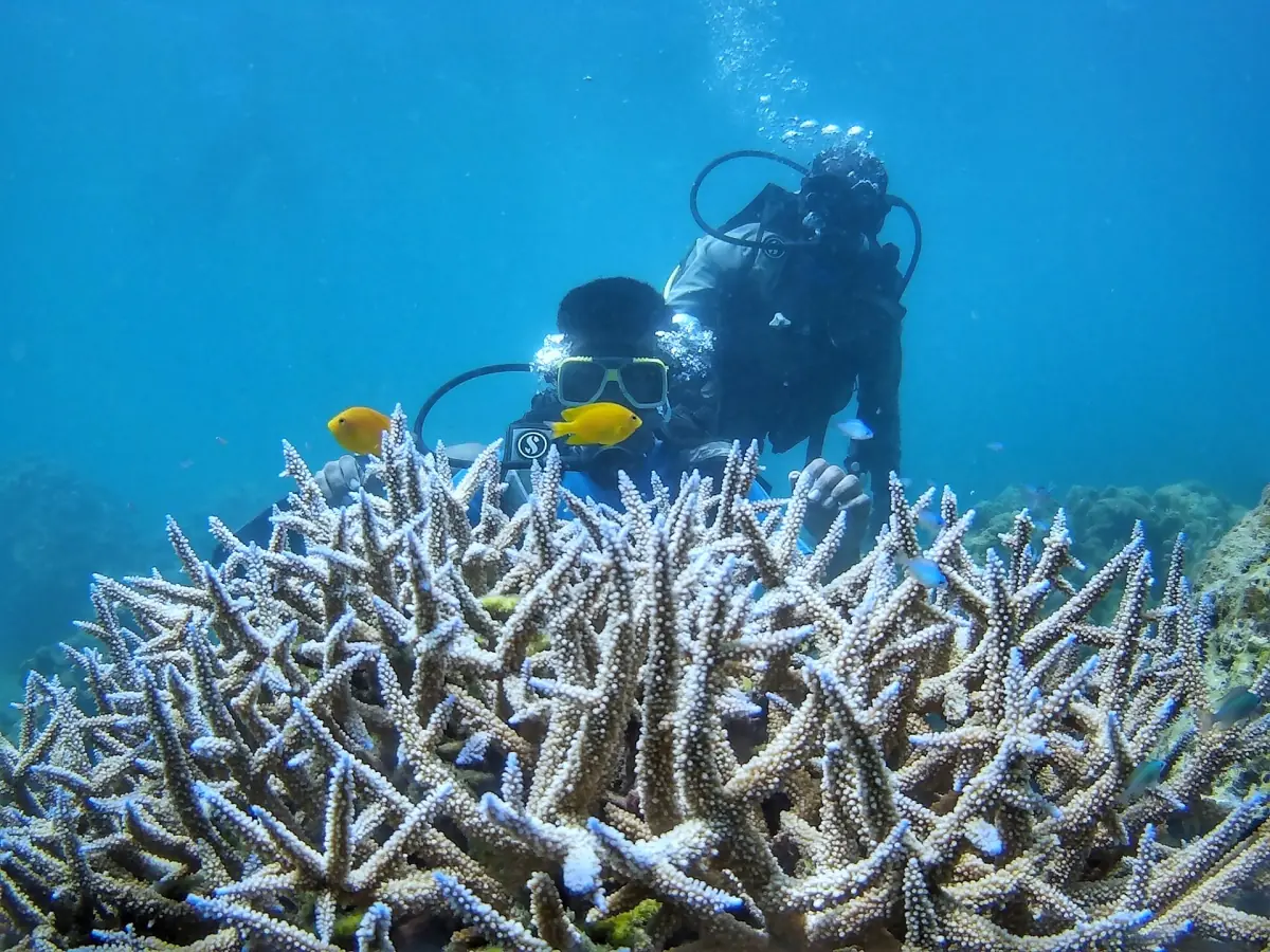 Scuba diver above staghorn coral near Havelock Island