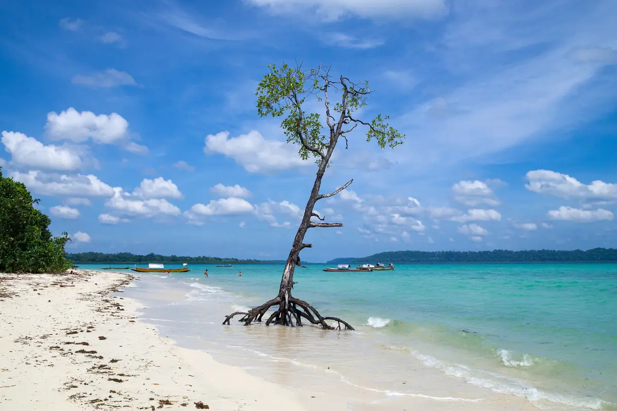 Single mangrove tree on a white beach on Havelock Island