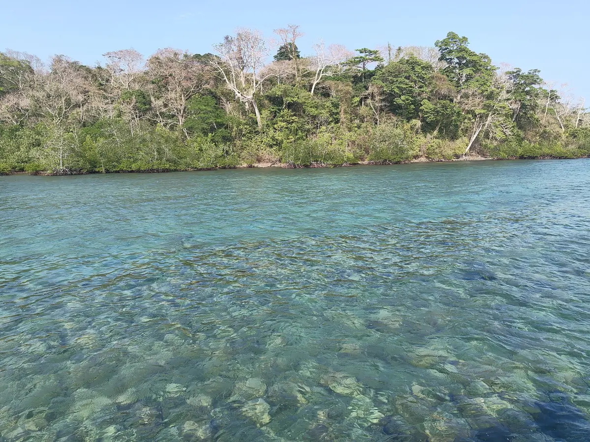 Clear shallow water over reef beside a wooded island in the marine park
