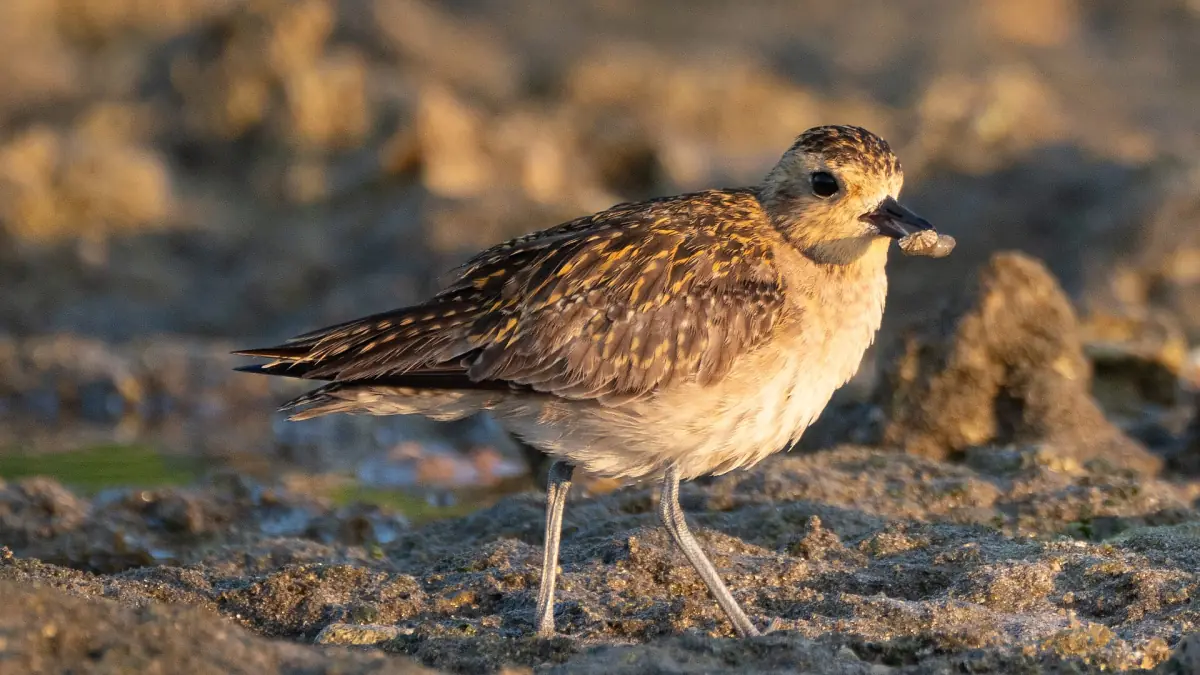 Pluvier fauve sur le rivage rocheux de Kalipur Beach près de Diglipur