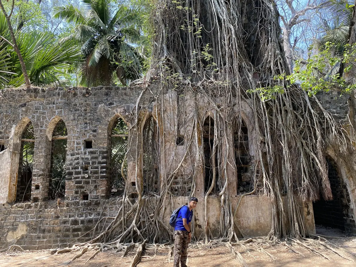 Ruined church wall with arched windows and large roots on Ross Island