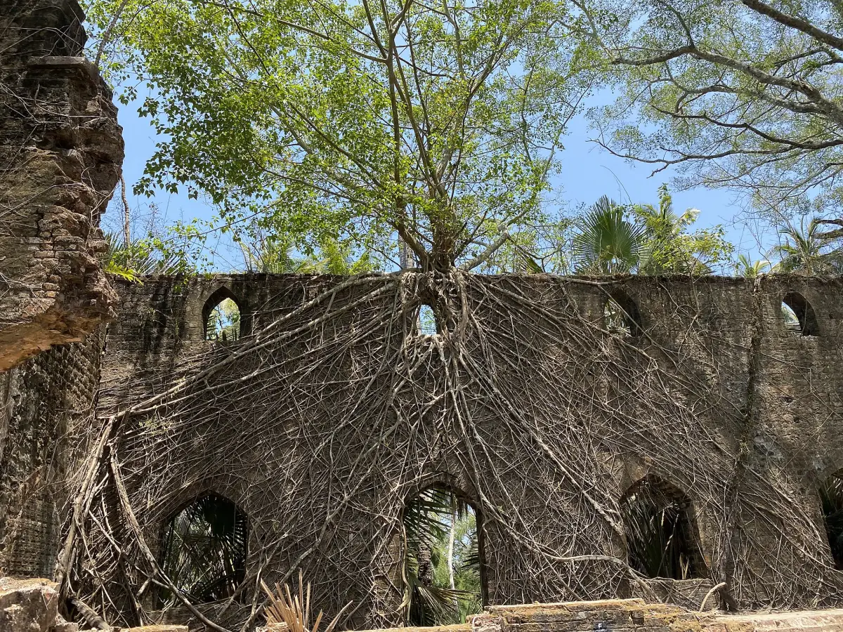 Brick wall with arched windows covered by roots on Ross Island