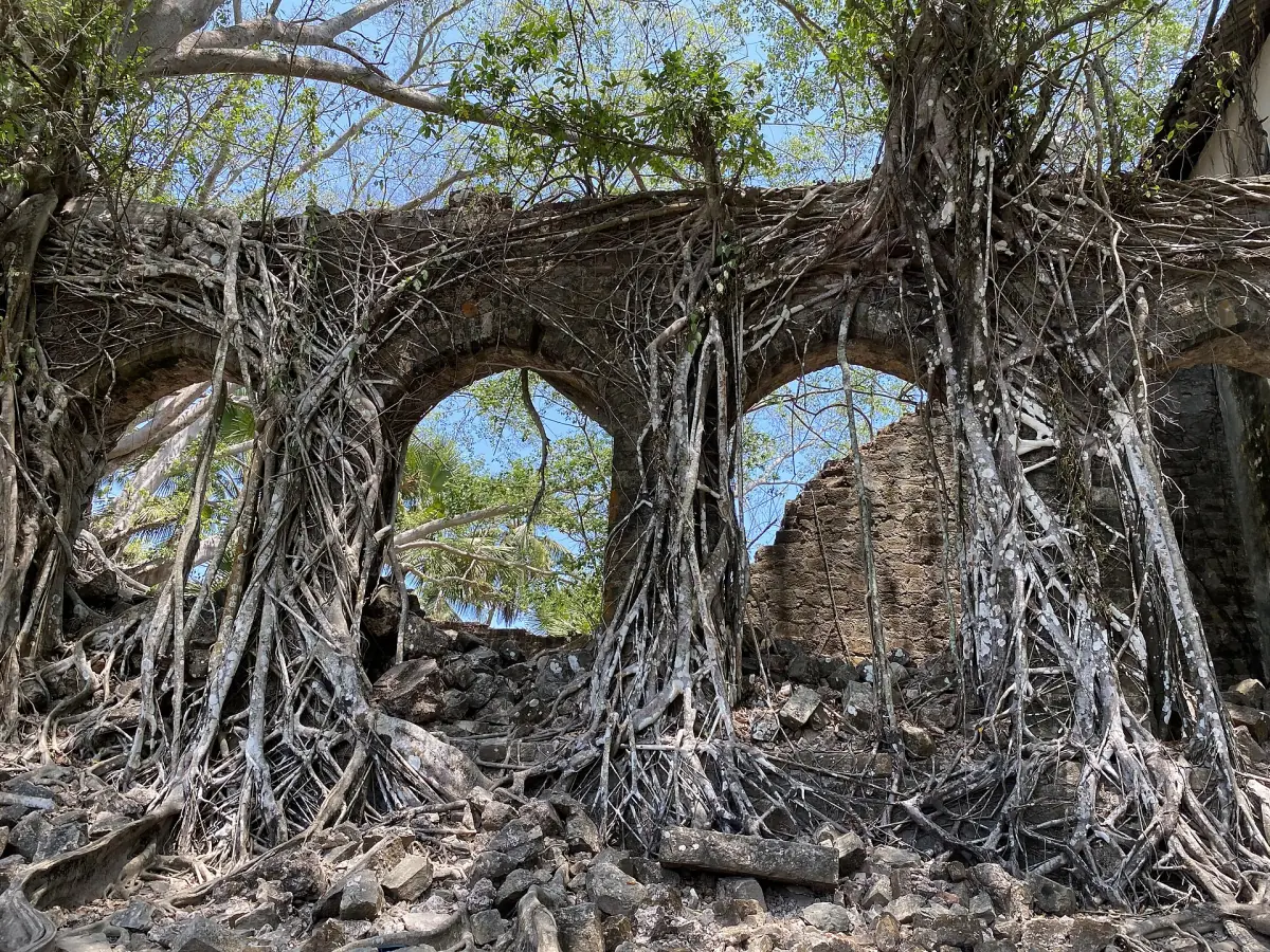 Colonial ruins wrapped in tree roots on Ross Island